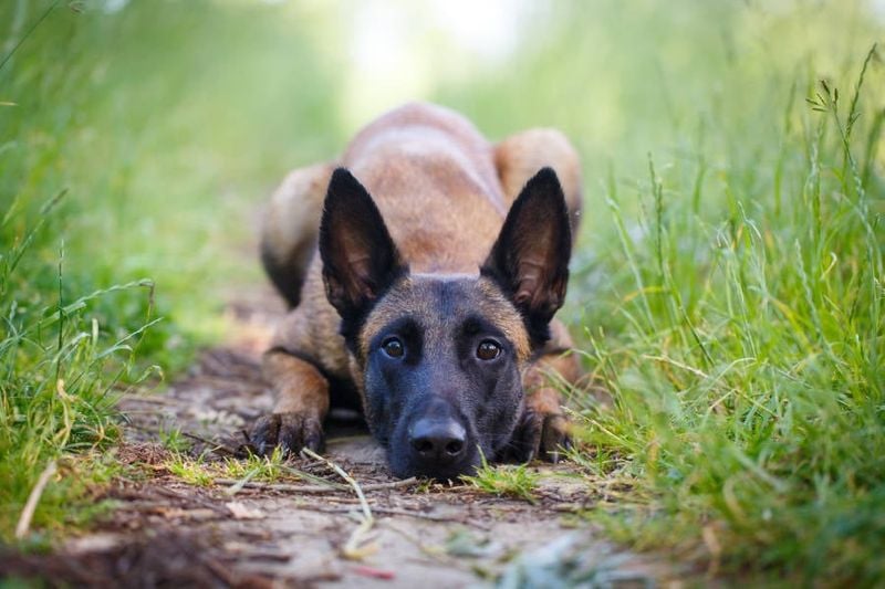 Belgian Malinois
