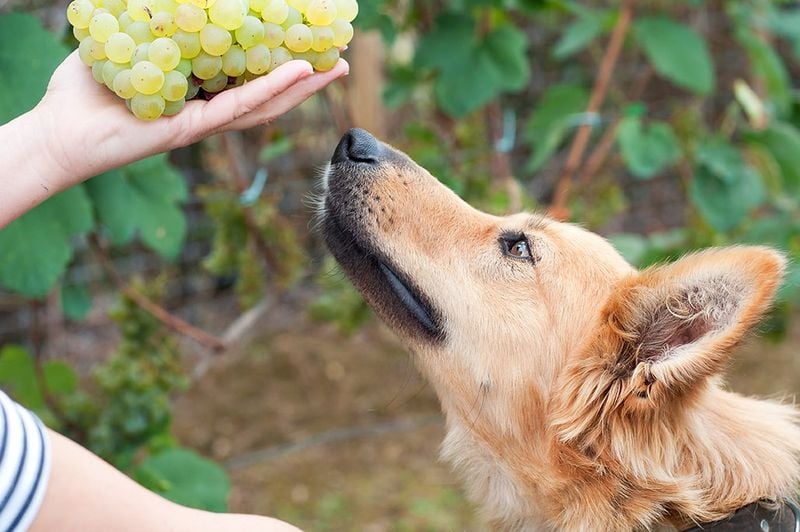 Grape and Raisin Toxicity