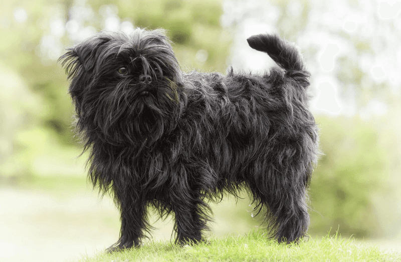 Affenpinscher