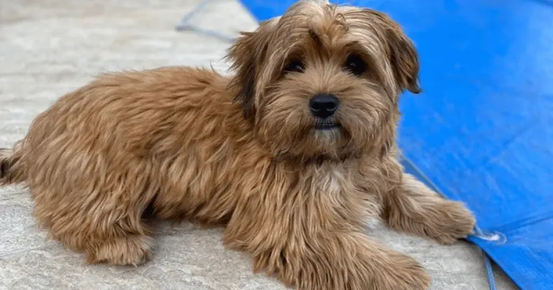 Shorkie