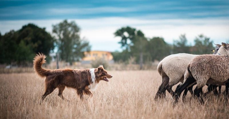 They Were Bred for Herding
