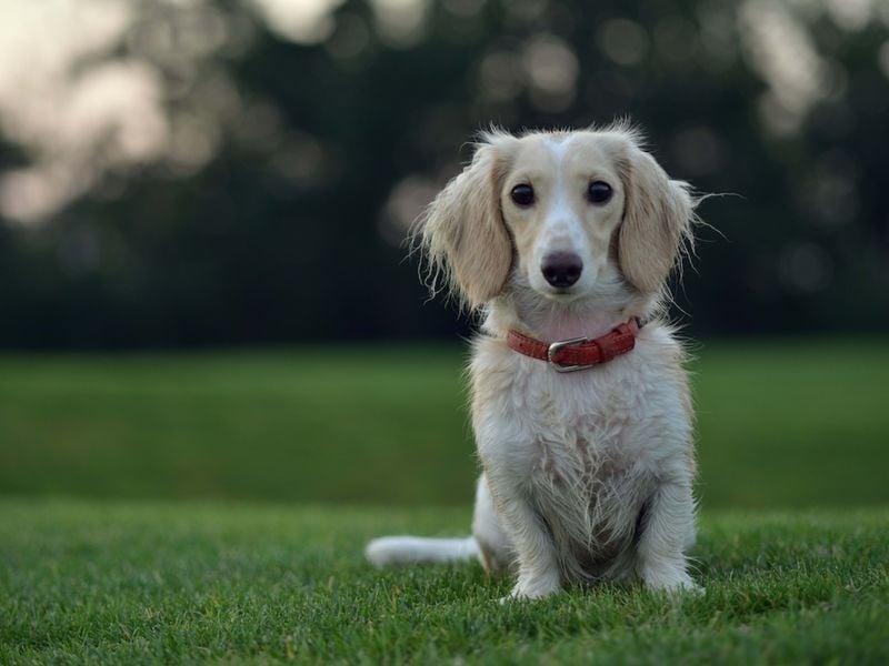 Dachshund