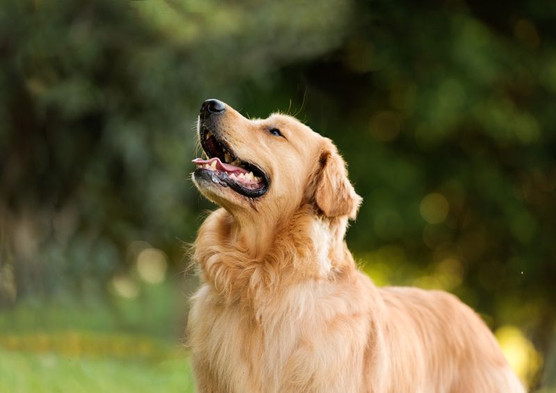 ENFJ – Golden Retriever