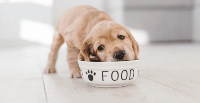 Feed Your Pup Like Royalty on a Budget: 8 Vet-Approved Tricks