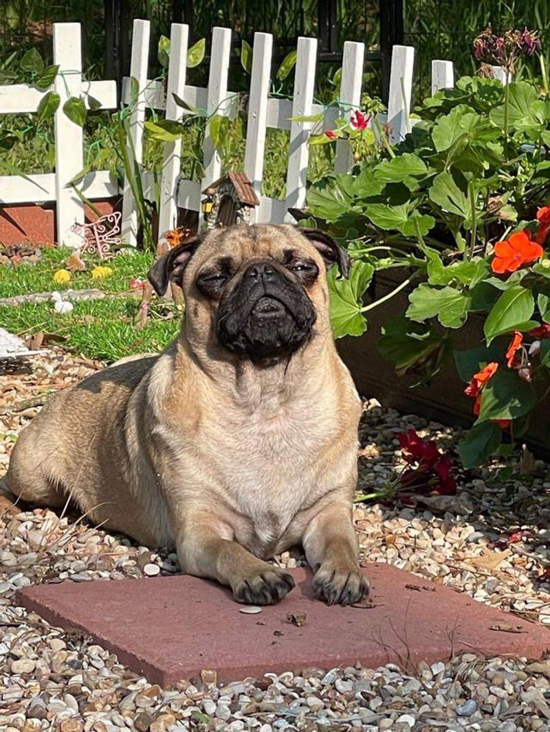 Pug