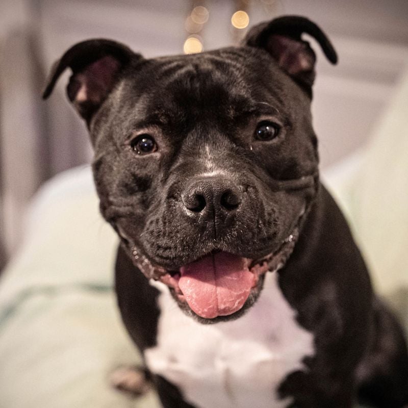 Staffordshire Bull Terrier