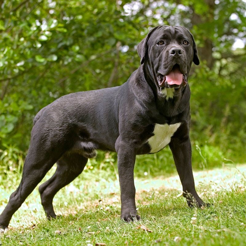 Cane Corso