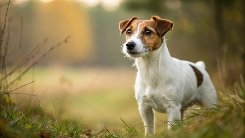 Jack Russell Terrier
