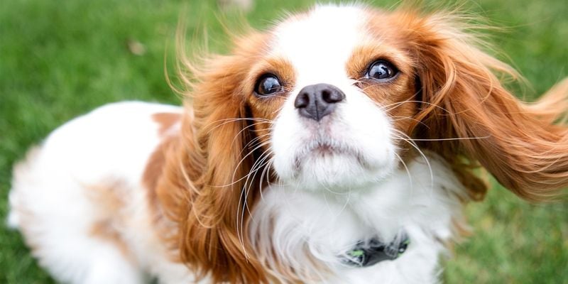 Whiskers as Sensory Tools