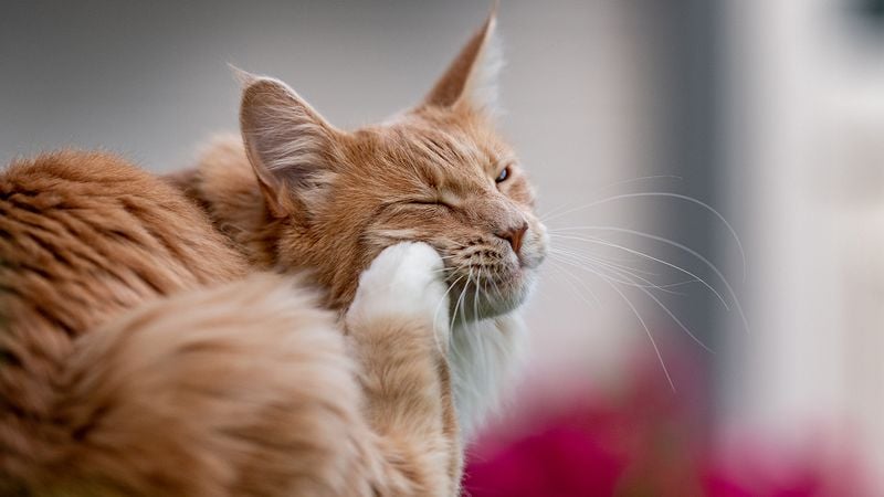 Keep Other Pets Protected Too