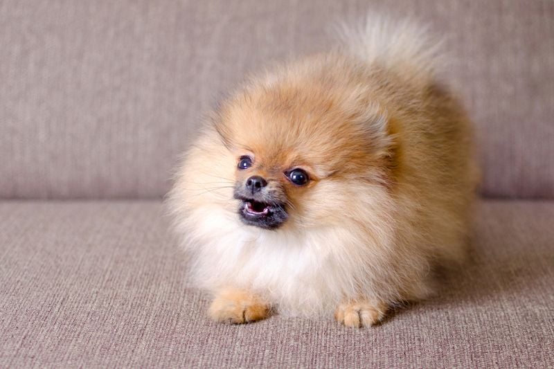 Pomeranian: Fluffy Fox Face, Frightful Fangs