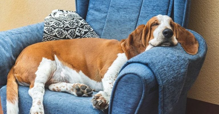 From Chill to Chaotic: How 10 Popular Dog Breeds React to Life’s Curveballs