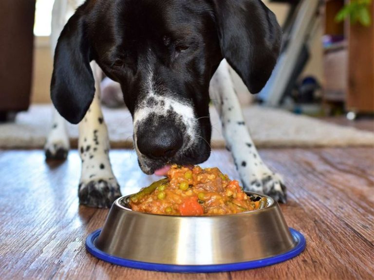 7 Budget-Friendly Ways to Upgrade Your Dog’s Diet