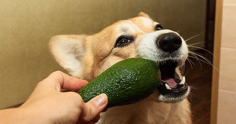 Avocados