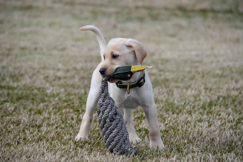 Labrador Retriever