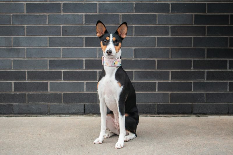 INTP – Basenji