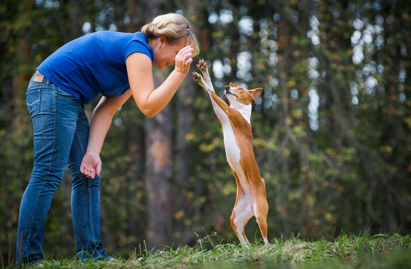 Basenji