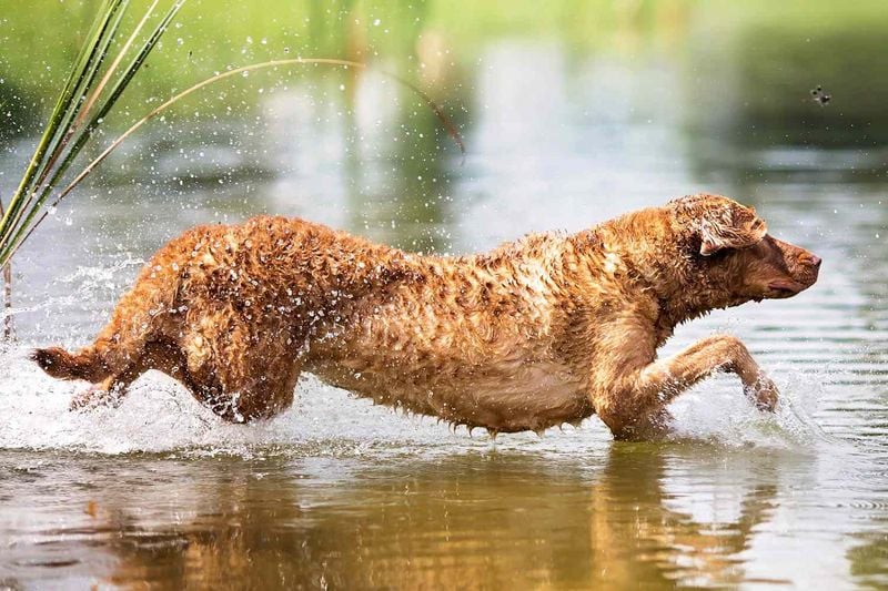 Chesapeake Bay Retriever: The All-Weather Water Worker