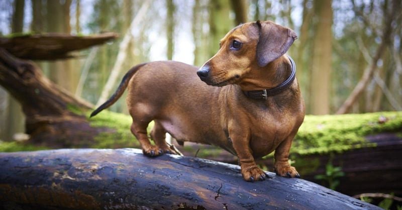 Dachshund: The Long Dog With an Even Longer Lifespan