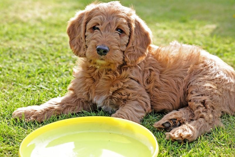 Labradoodle: The Fluffy Einstein