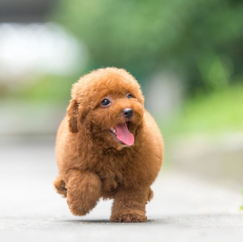Teacup Poodle: Miniature Einstein in Curls