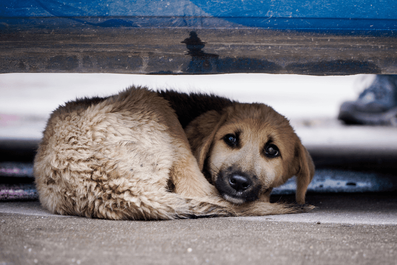 Trauma's Lasting Behavioral Effects