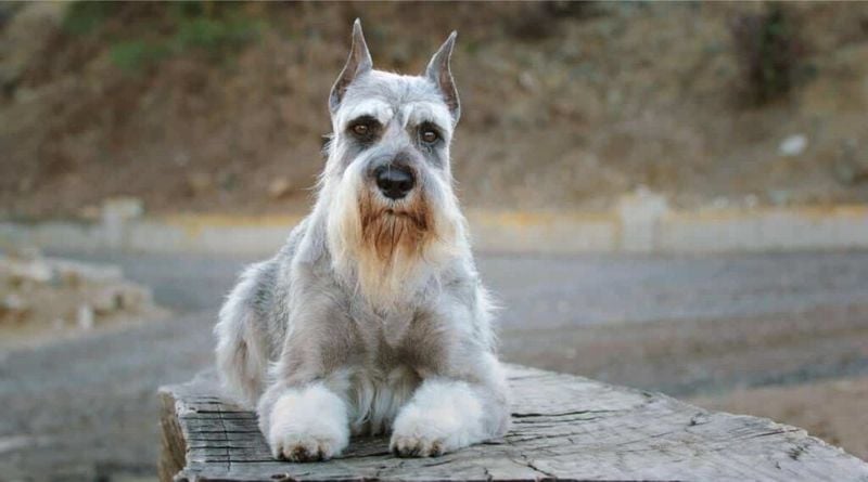 Standard Schnauzer: The Bearded Boundary-Setter