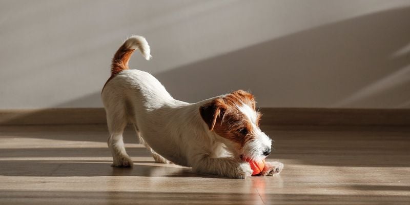 Jack Russell Terrier: Tiny Terror with Endless Energy