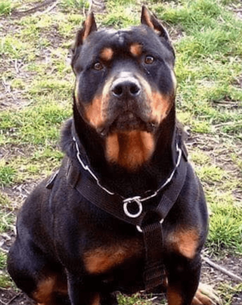 Rottweiler x Pit Bull Mix (Pitweiler)