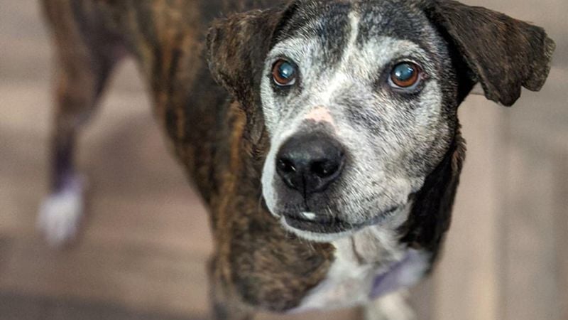 Senior Dogs Left Behind