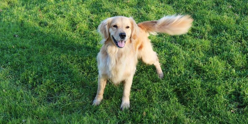Left Wag vs. Right Wag: It Matters