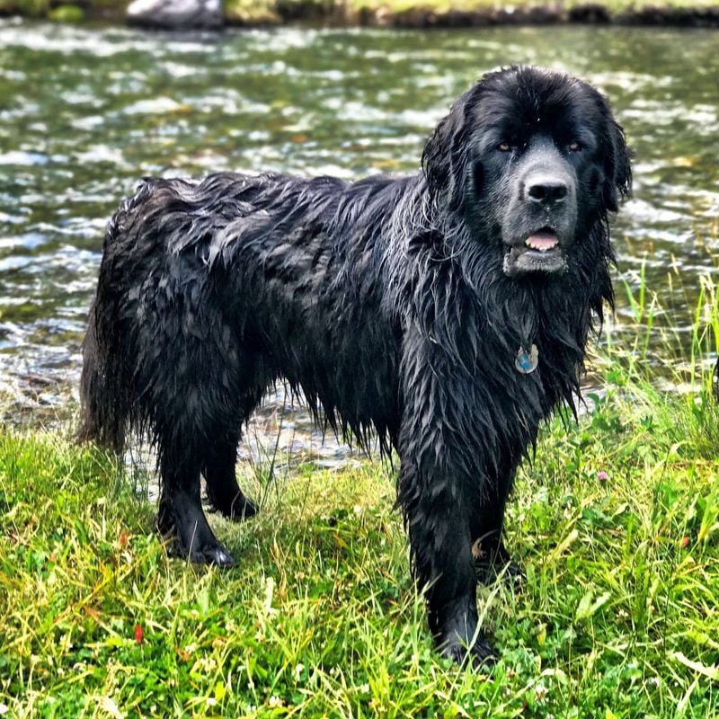 Newfoundland: The Gentle Guardian of the Waters