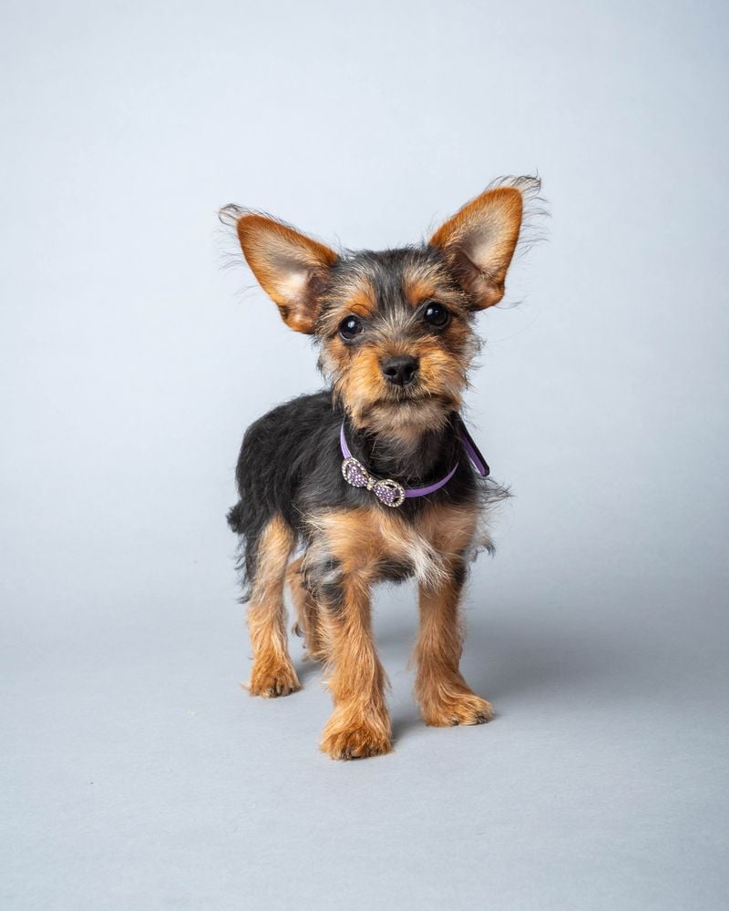 Chorkie