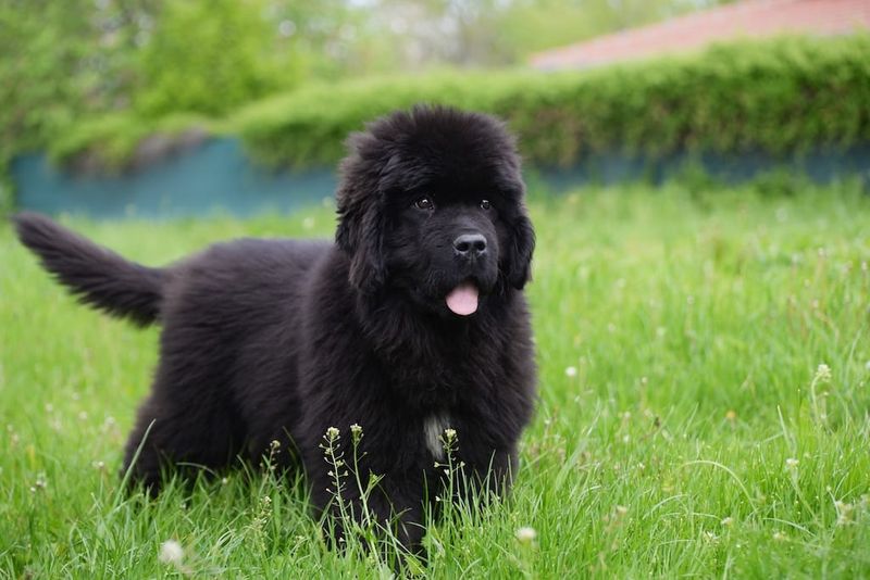 Newfoundland: Water-Loving Worry-Free Companions
