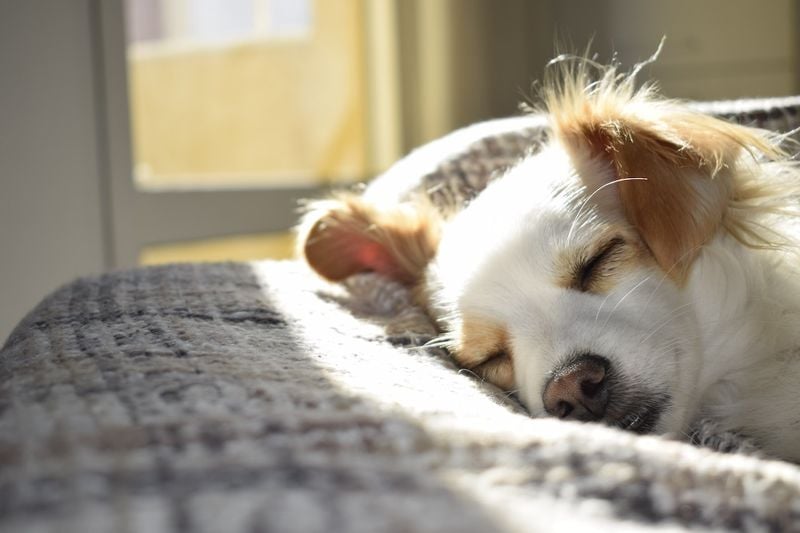 Honor Your Dog's Personal Space