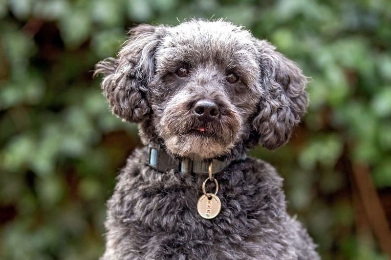 Schnoodle: The Whiskered Comedian