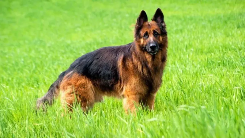 German Shepherd: The Discerning Protector