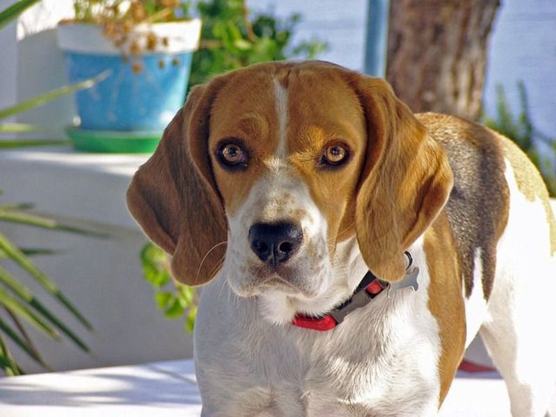 Beagle's Genetic Disease Inheritance