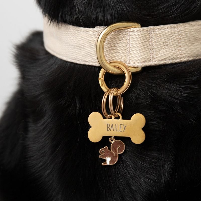 Get a Collar and ID Tag