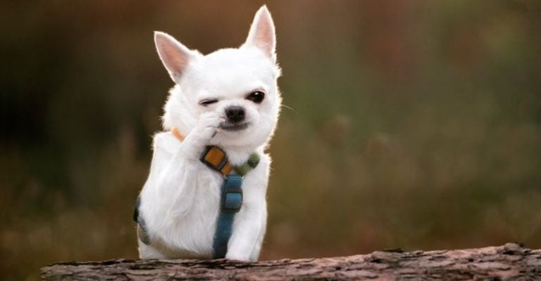 Here Are 15 Ways To Understand Your Dog’s Feelings