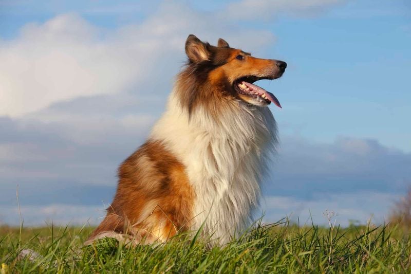 Collie: The Intuitive Emotional Shepherd