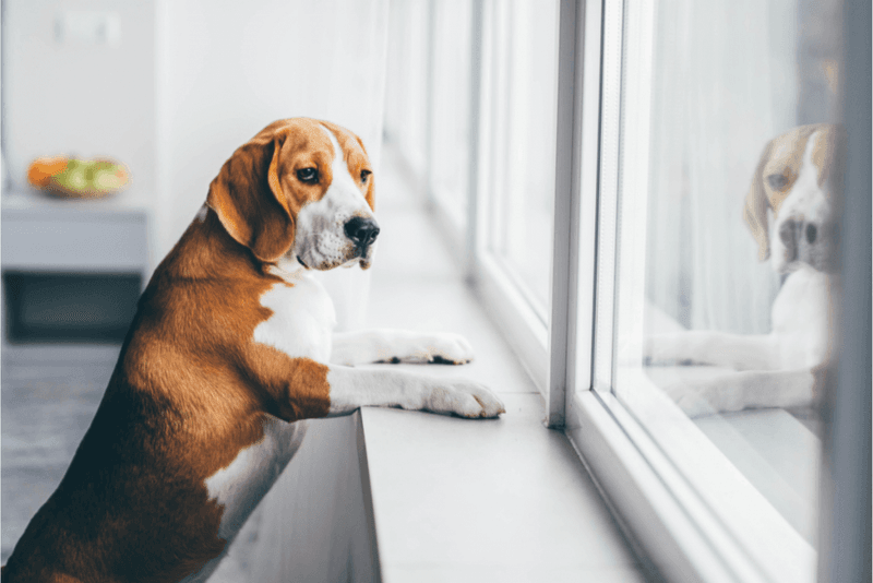 Mealtime Rejection During Separation