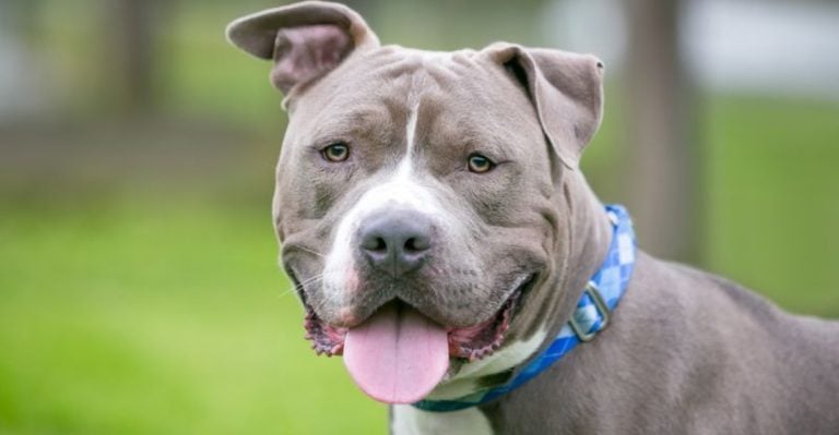 How Centuries of Breeding Changed Everything About The Pit Bull