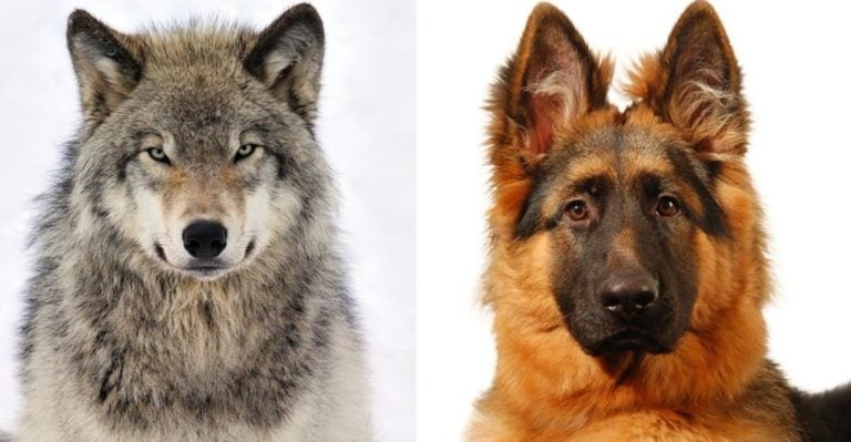 How Domestic Dogs Evolved From Wolves