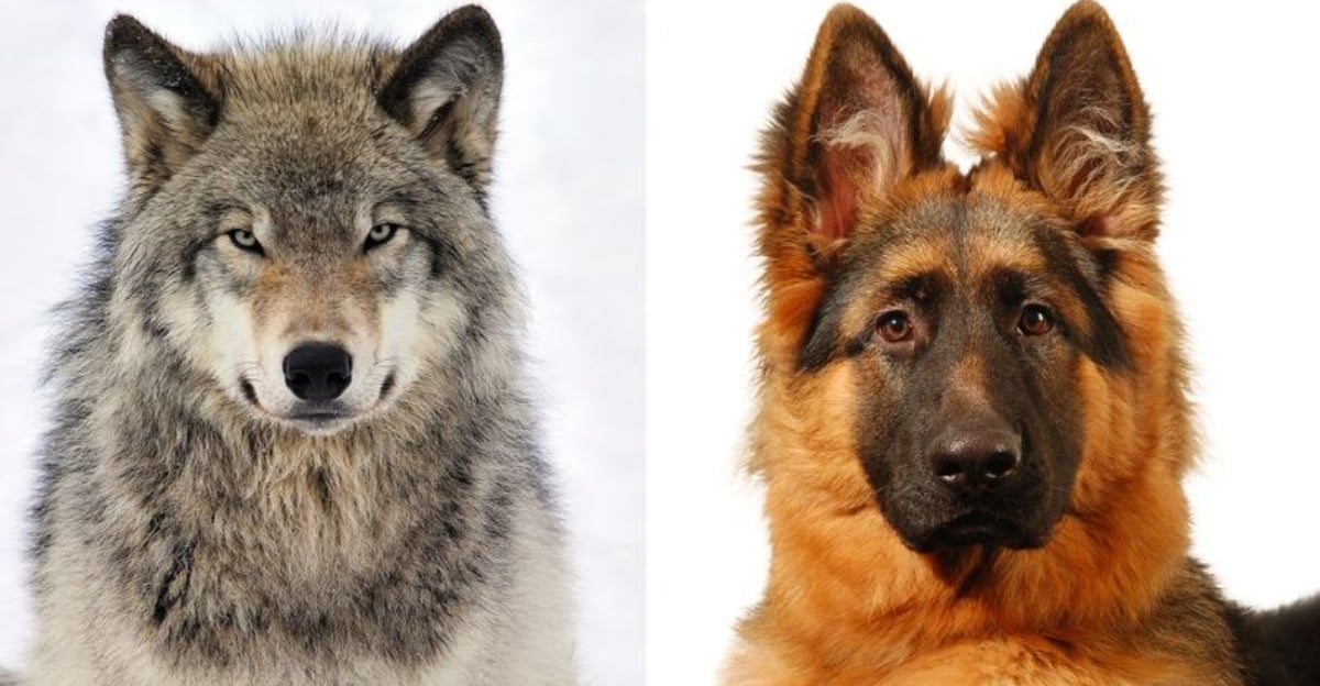 Wolves Dogs Evolution How Domestic Dogs Evolved From Wolves