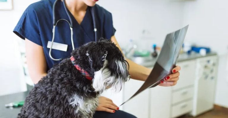 How to Support Your Dog Through Cancer