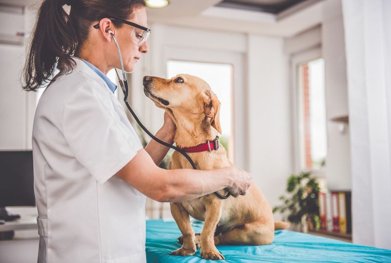 Your Vet Recommends It