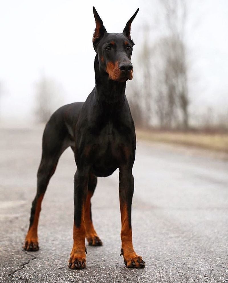 Doberman Pinscher