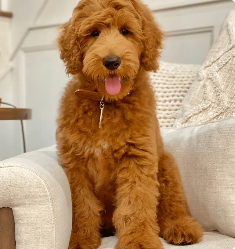 Goldendoodle: The Gentle Soul