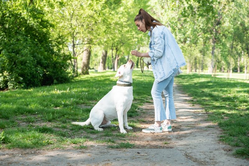 Hire a Dog Walker or Pet Sitter